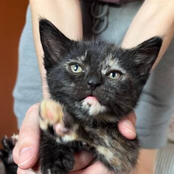 Ducky -  Domestic Short Hair Cat for Adoption in York, Pennsylvania - Ducky | PetCurious