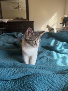 Rescue Domestic Short Hair Cats for Adoption in Mustang, Oklahoma - Singleton | PetCurious