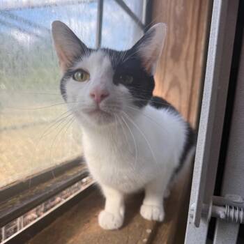 Domestic Short Hair Cats Available for Adoption in New York, New York - Sunnie | PetCurious