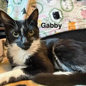 Gabby -  Domestic Short Hair Cat for Adoption in Olympia, Washington - Gabby | PetCurious