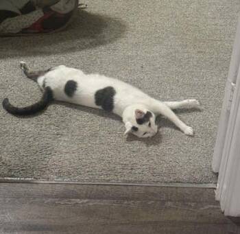 Domestic Short Hair Cats Available for Adoption in Memphis, Tennessee - Cher | PetCurious