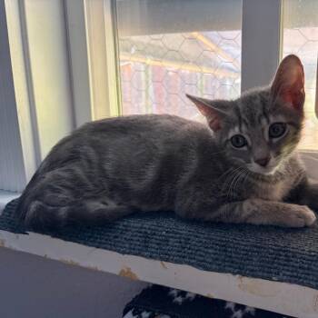 Sterling -  Domestic Short Hair Cat for Adoption in Pleasanton, California - Sterling | PetCurious