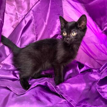 Skye Fire 56356 -  Russian Blue and Domestic Short Hair Cat for Adoption in Eaton Rapids, Michigan - Skye Fire 56356 | PetCurious