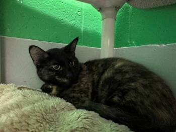 Domestic Short Hair Cats Available for Adoption in Peoria, Illinois - LIEG | PetCurious
