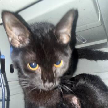 Cocoa -  Domestic Short Hair Cat for Adoption in Granby, Missouri - Cocoa | PetCurious