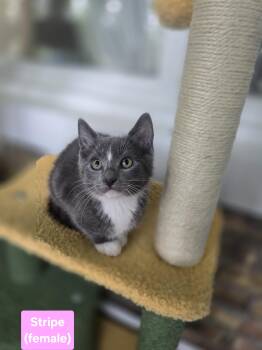 Stripe -  American Shorthair Cat for Adoption in Beach Park, Illinois - Stripe | PetCurious