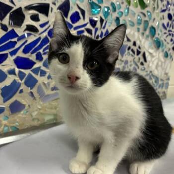 ELLIOT -  Domestic Short Hair Cat for Adoption in Pensacola, Florida - ELLIOT | PetCurious