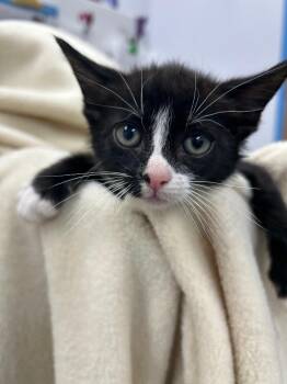Jesse -  Domestic Short Hair Cat Available for Adoption in Hartsville, South Carolina - Jesse | PetCurious