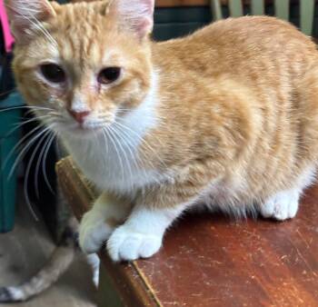 Rescue Domestic Short Hair Cats for Adoption in Pekin, Illinois - Louie | PetCurious