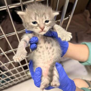 Domestic Long Hair Cats Available for Adoption in Fresno, California - Crystal | PetCurious