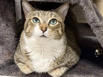 Cooper -  Domestic Short Hair Cat for Adoption in Downers Grove, Illinois - Cooper | PetCurious