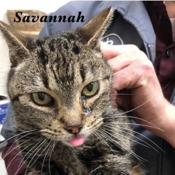 Rescue Tabby Cats for Adoption in St. George, Utah - Savvy (Savannah) | PetCurious