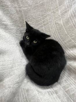 Rescue Domestic Short Hair Cats for Adoption in Warrenton, North Carolina - HAILEY | PetCurious