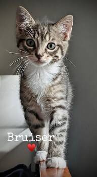Bruiser -  Domestic Short Hair Cat for Adoption in Dansville, New York - Bruiser | PetCurious