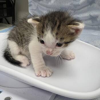 Lance -  Domestic Short Hair Cat for Adoption in Jupiter, Florida - Lance | PetCurious