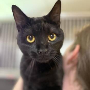 River -  Domestic Short Hair Cat for Adoption in Myerstown, Pennsylvania - River | PetCurious