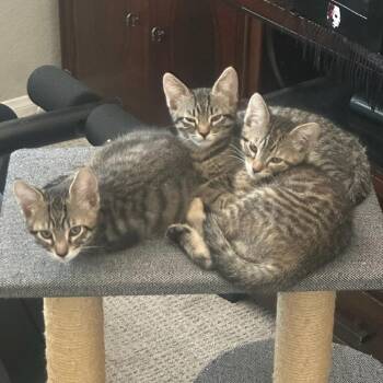 Jude -  Domestic Short Hair Cat for Adoption in Escondido, California - Jude | PetCurious