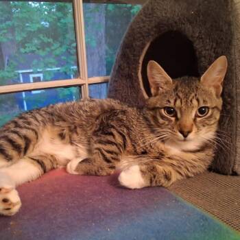 Domestic Short Hair Cats Available for Adoption in Huddleston, Virginia - Kit Kat | PetCurious