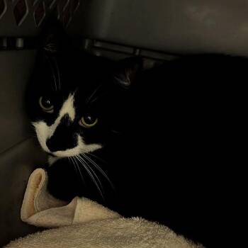 Sparky -  Domestic Short Hair Cat for Adoption in Fairport, New York - Sparky | PetCurious