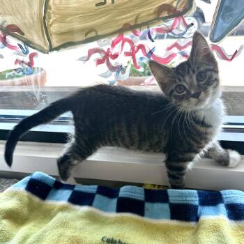 Green Moose FC AS -  Domestic Short Hair Cat for Adoption in Union, Missouri - Green Moose FC AS | PetCurious