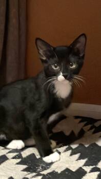 Malachite -  Tuxedo Cat for Adoption in Albuquerque, New Mexico - Malachite | PetCurious
