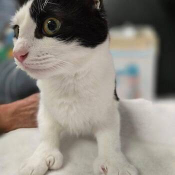 Jessie 5872 C -  Domestic Short Hair Cat for Adoption in Frankfort, Kentucky - Jessie 5872 C | PetCurious