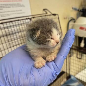 Golly -  Domestic Short Hair Cat for Adoption in Pasadena, California - Golly | PetCurious