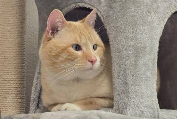 Siamese and Tabby Cats Available for Adoption - Prince | PetCurious