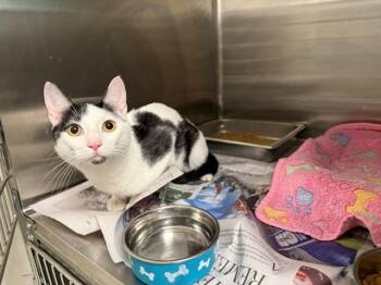MOONSUN -  Domestic Short Hair Cat for Adoption in Rowlett, Texas - MOONSUN | PetCurious