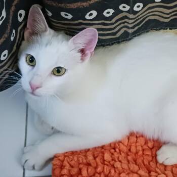 Domestic Short Hair Cats Available for Adoption in New York, New York - Wulfgang, Sigmund And Finn B. - All In The Family | PetCurious