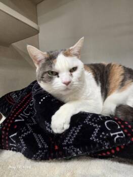 ROMIE -  Domestic Short Hair Cat for Adoption in Hagerstown, Maryland - ROMIE | PetCurious