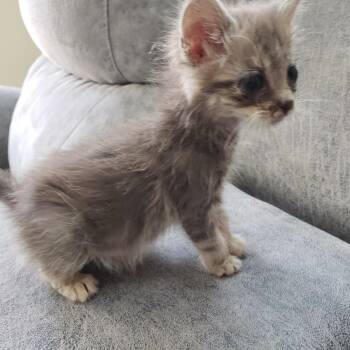Lilac (Annie) -  Domestic Medium Hair Cat for Adoption in Madisonville, Tennessee - Lilac (Annie) | PetCurious