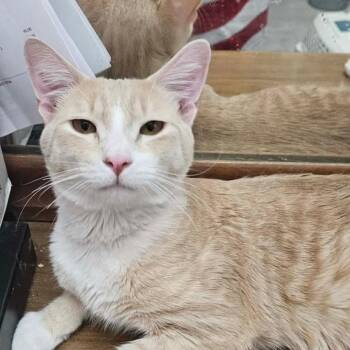 Sir Ginger Cat OS NV -  Domestic Short Hair Cat for Adoption in Las Vegas, Nevada - Sir Ginger Cat OS NV | PetCurious