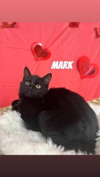 Domestic Short Hair Cats Available for Adoption in Cashiers, North Carolina - Mark | PetCurious