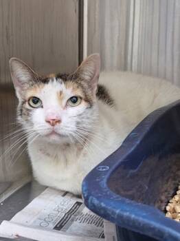 Rescue Domestic Short Hair Cats for Adoption in Chesapeake, Virginia - Ava | PetCurious