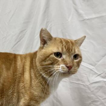 Magma -  Domestic Short Hair Cat for Adoption in Lyndhurst, Virginia - Magma | PetCurious