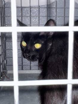 LIME -  Domestic Short Hair Cat for Adoption in Las Vegas, Nevada - LIME | PetCurious