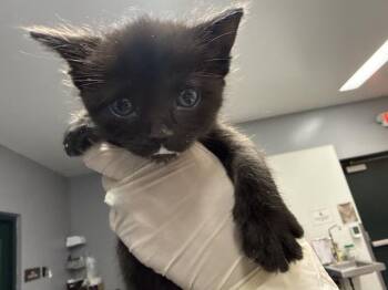A1925085 -  Domestic Short Hair Cat for Adoption in Thousand Palms, California - A1925085 | PetCurious
