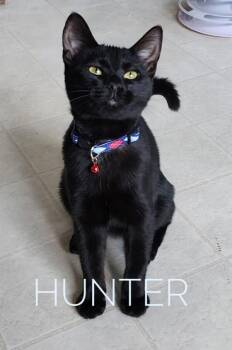 Rescue Domestic Short Hair Cats for Adoption in Fairfax, Virginia - Three Little Angels (F) | PetCurious