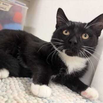 Pluto -  Domestic Short Hair Cat for Adoption in Mansfield, Connecticut - Pluto | PetCurious