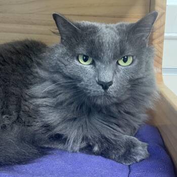 Evelynn -  Domestic Long Hair Cat for Adoption in New Philadelphia, Ohio - Evelynn | PetCurious