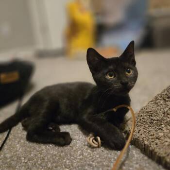 Prince -  Domestic Short Hair Cat for Adoption in Madison, Wisconsin - Prince | PetCurious