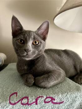 Rescue Domestic Short Hair Cats for Adoption - Cara | PetCurious
