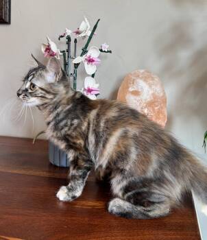 Arid -  Domestic Medium Hair Cat for Adoption in Colorado Springs, Colorado - Arid | PetCurious