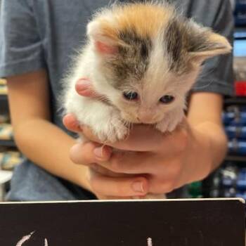 Domestic Short Hair Cats Available for Adoption in Minnetonka, Minnesota - Cheetos C69054 | PetCurious