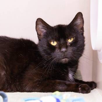 Domestic Short Hair Cats Available for Adoption in Mentor, Ohio - Jett | PetCurious