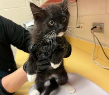 PRICKLY PEAR -  Domestic Long Hair Cat for Adoption in Colorado Springs, Colorado - PRICKLY PEAR | PetCurious