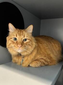 Domestic Medium Hair Cats Available for Adoption in Leesburg, Virginia - RAGNAR | PetCurious