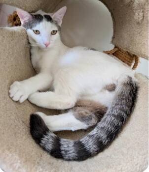 Domestic Short Hair Cats Available for Adoption in Riverside, California - Alfalfa | PetCurious