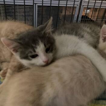 Archie -  Domestic Short Hair Cat for Adoption in Charlotte, North Carolina - Archie | PetCurious